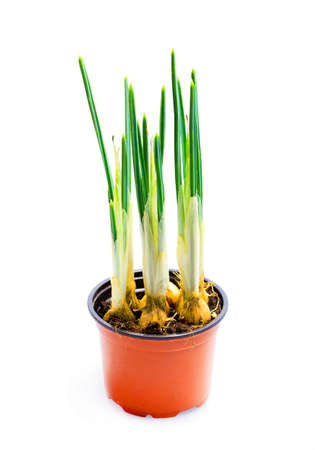 Flower Iris in  flowerpot isolated over white backgroundの写真素材