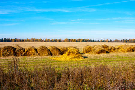 Autumnal landscape. Yellow trees and   haystacks in fall nature 
