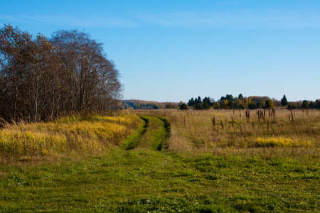 Yellow trees and road in fall nature, Autumnal landscapeの写真素材