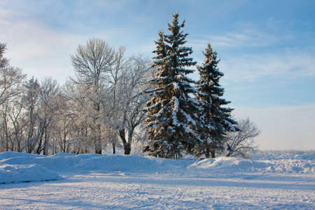Beautiful nature, winter scenery - frosty trees in cold day 
の写真素材