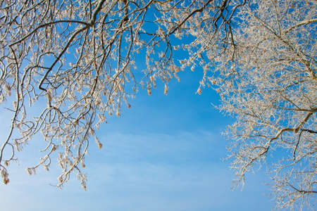 Beautiful nature, winter scenery - frosty trees in forest
の写真素材