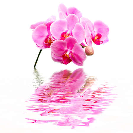 Beautiful flower Orchid, phalaenopsis, reflection in waterの写真素材