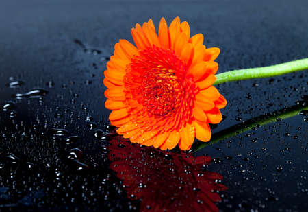 Flower gerbera, macro shot, natural background for cardの写真素材
