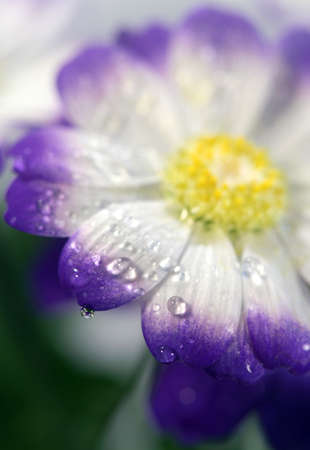 Blossoming beautiful  flower with water dropsの写真素材