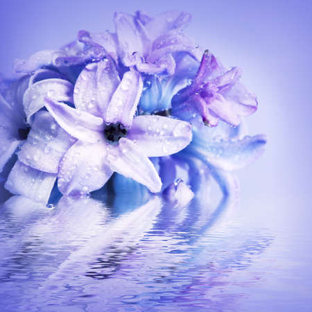 Beautiful flowers hyacinth, reflection in water wavesの写真素材