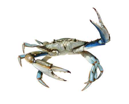 Blue crab on a white background, Turkey, Dalyan riverの写真素材
