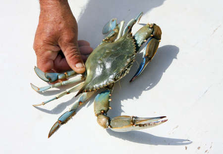 Blue crab in male hands of Dalyan, Turkey
