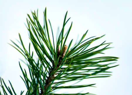 Pine and snow background for christmas cardの写真素材