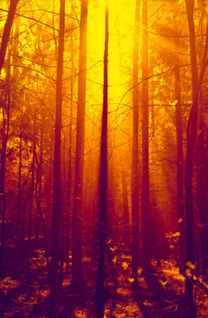  Fantasy golden forest in morning sunlightの写真素材