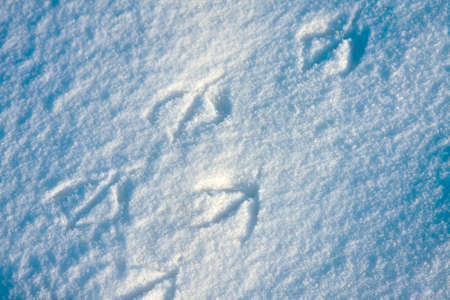 Natural background of snow close-up, winter cold day