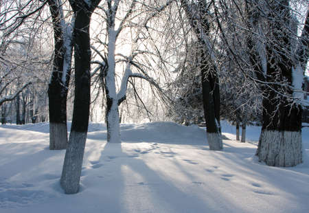 Sunny light and snowdrifts in a winter forestの写真素材