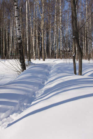 Sunny light and snowdrifts in a winter forestの写真素材