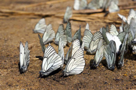  Summer nature, animate butterflies on the groundの写真素材