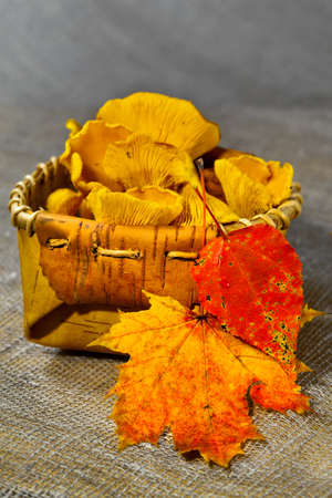  Autumn season, forest chanterelle mushrooms  in a basketの写真素材