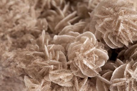 Texture of nature - gem desert rose close - upの写真素材