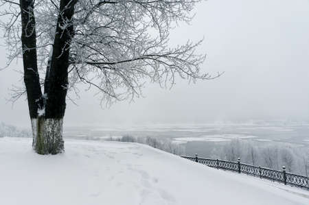 Winter  park, scenery with trees in sunny cold dayの写真素材