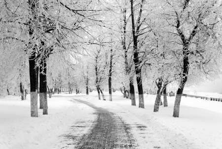 Scenery in a country, winter cold seasonの写真素材
