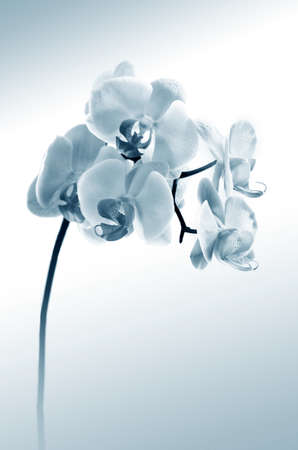 白い胡蝶蘭の写真 イラスト素材一覧 48 695件 ストックフォトのamanaimages Plus