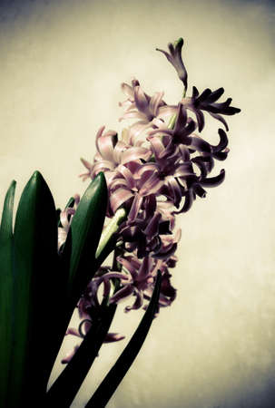 Flower on background, photo in vintage style