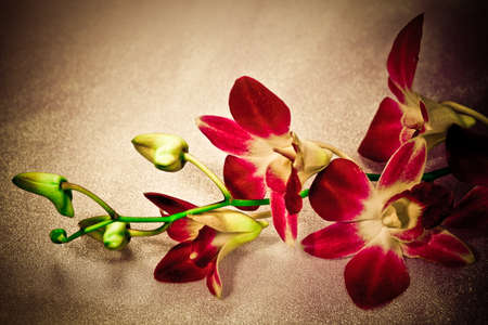Flower on background, photo in vintage styleの写真素材