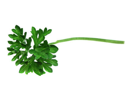 Food  ingredients - seasonings : parsley isolated over white backgroundの写真素材