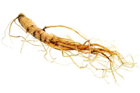  Medical herbs -  ginseng root  isolated over white backgroundの写真素材