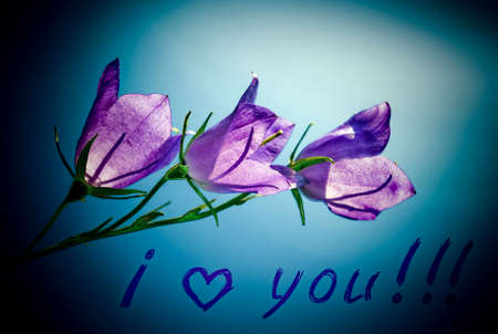  Blossoming wild flowers in a spring seasonの写真素材