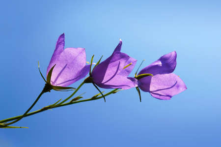  Blossoming wild flowers in a spring seasonの写真素材