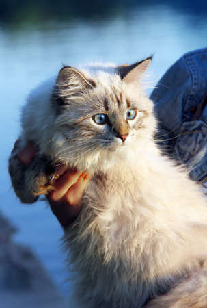  Siberian nevsky kitten  in a summer natureの写真素材