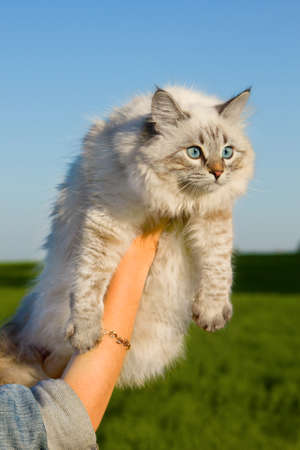 Siberian nevsky kitten  in a summer nature
の写真素材