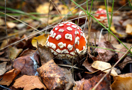 Mushroom fly agaric in forest, plant in autumn seasonの写真素材