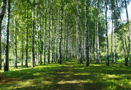 Summer nature, scenery. Birches in park