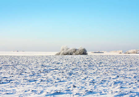  Winter nature, scenery with trees in fieldの写真素材