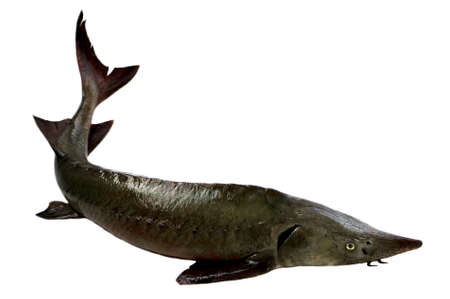 Fish Siberian Stargeon isolated over white backgroundの写真素材