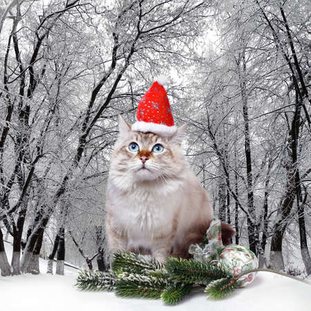 Siberian cat in santa cap on nature in forestの写真素材