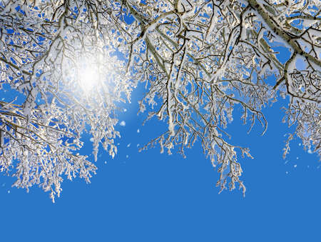 Winter scenery, frosty trees  and sunの写真素材