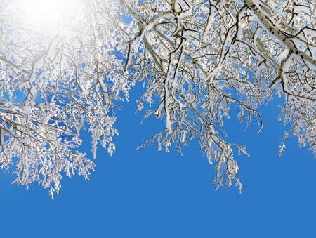 Winter scenery, frosty trees and blue sky