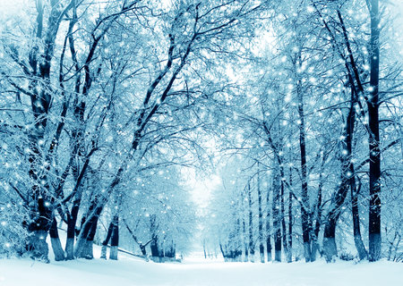 Winter scenery, frosty trees in a city park