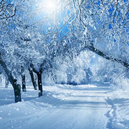 Winter scenery, frosty trees in a cityの写真素材