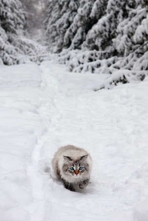 Siberian  cat on walk in winter forestの写真素材