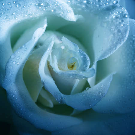 Flower blue rose wirh water drops close-upの写真素材