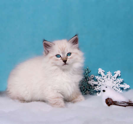 Small siberian kitten  with Christmas decorの写真素材
