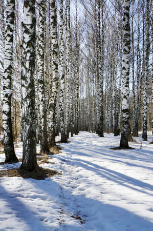 Winter nature, white forestの写真素材