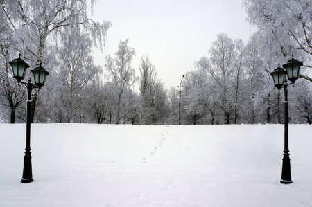 Frosty scene in winter parkの写真素材