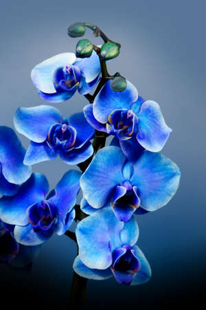 Beautiful blue orchidsの写真素材