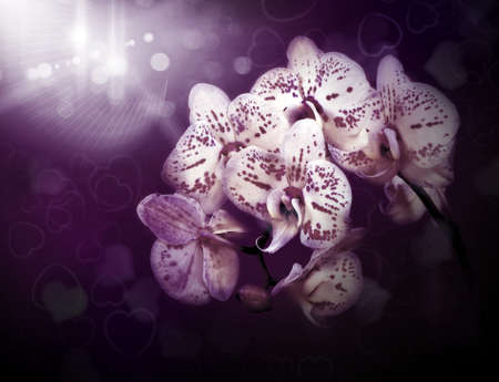 Beautiful flowers orchids, background fordeign interiorの写真素材