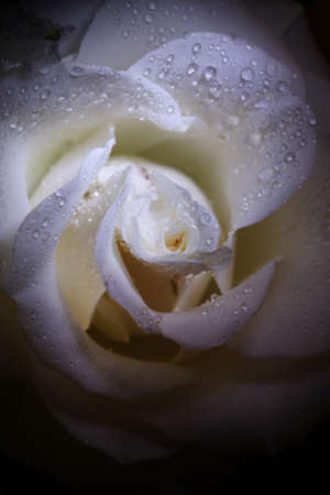 Beautiful flower rose close-up, for decoration indoor, pictures and postcardsの写真素材