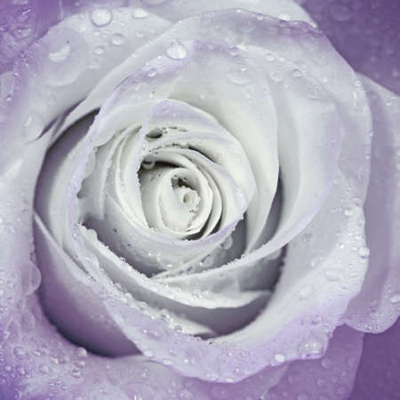 Beautiful flower rose close-up, for decoration indoor, pictures and postcardsの写真素材