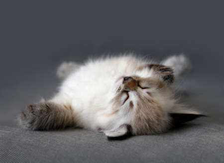 Small siberian neva masquarade colorpoint kitten to sleepsの写真素材