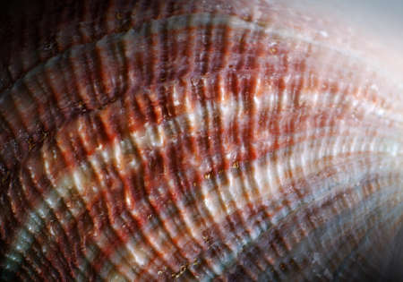 Natural gemstone nacre pearl close-up, beautiful texture of gemstoneの写真素材